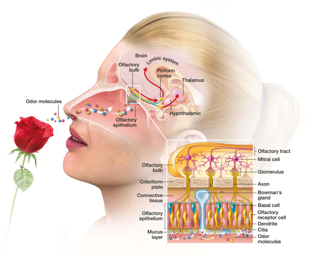 A detailed illustration of the olfactory system showing ascent molecule from a rose entering the nose of a woman and interacting with the olfactory bulb